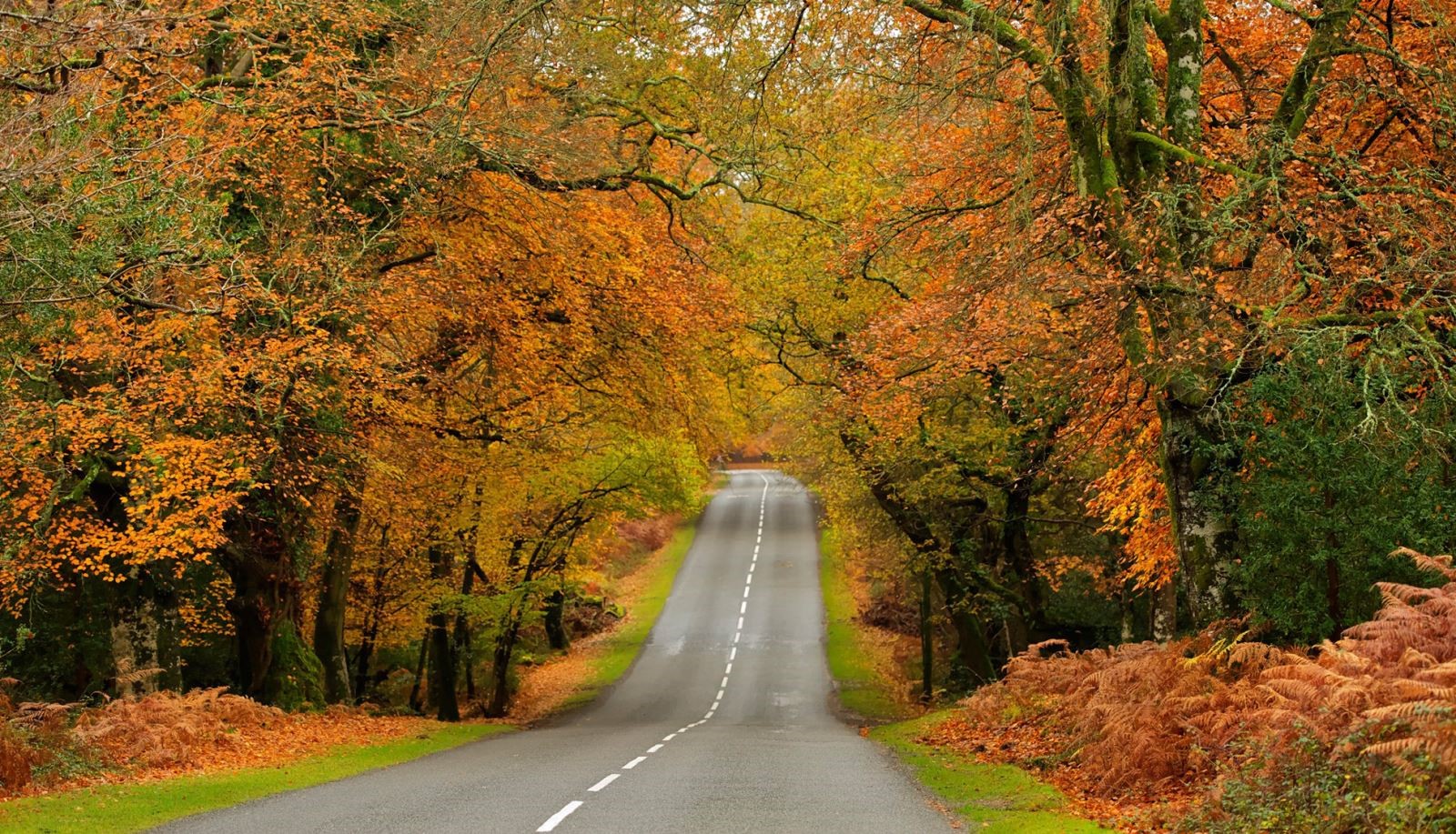 Autumn road